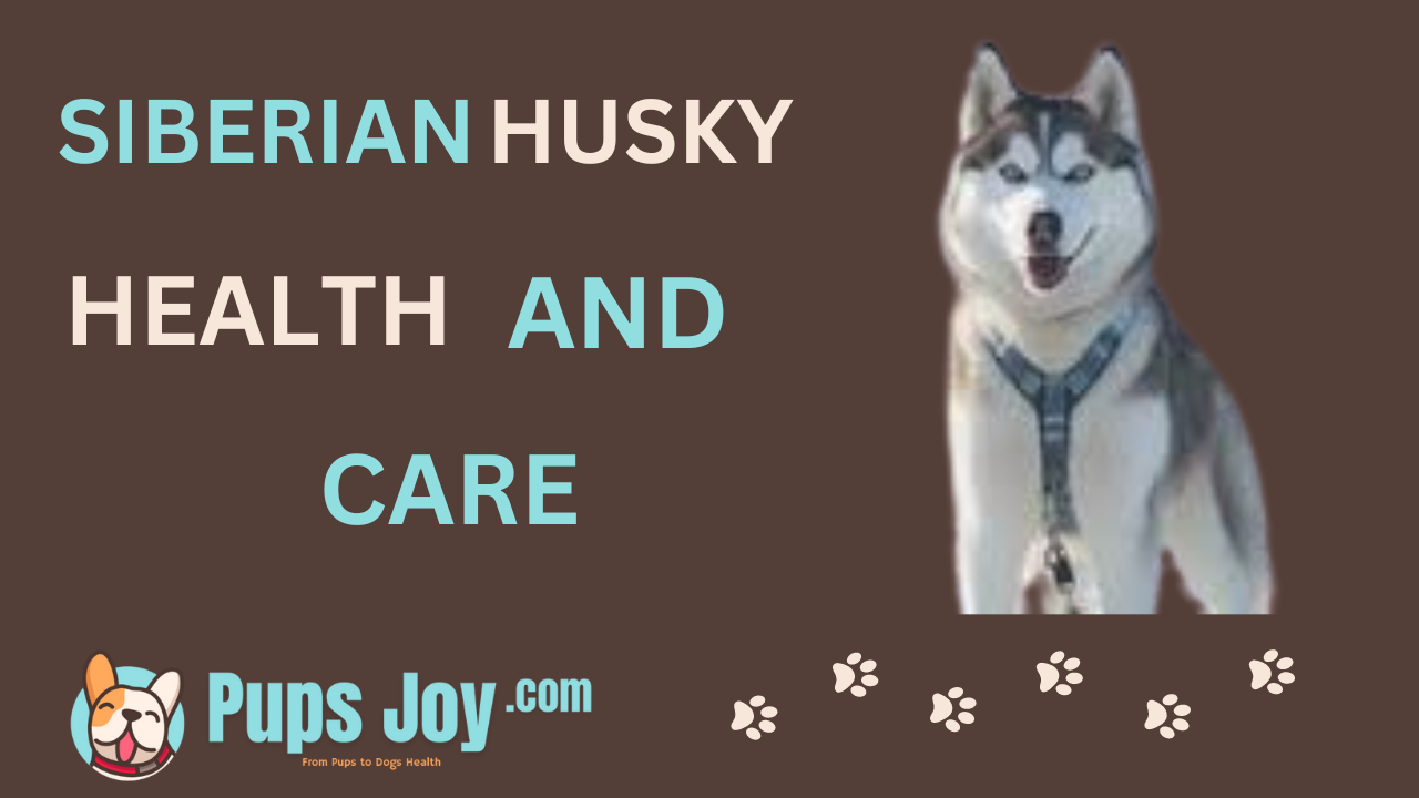 Siberian Husky Health and Care